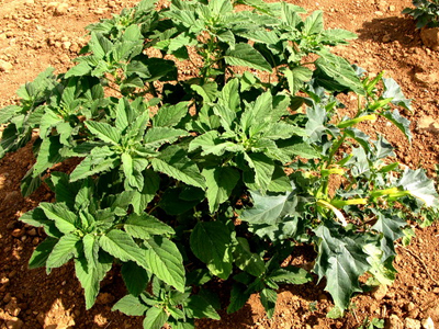 Τα διαβολόχορτα… ξαναχτύπησαν