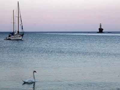 Συγκεντρώνουν χρήματα για να αγοράσουν κύκνους