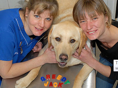 Σκύλος που… του αρέσουν τα γράμματα