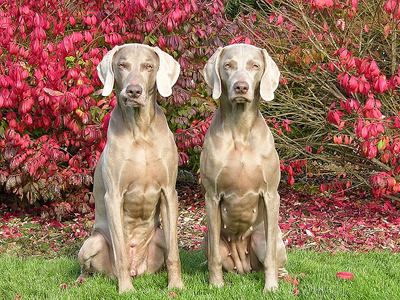 Κυνηγάνε τους κυνηγούς