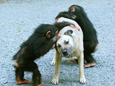 Οι… κολλητοί φίλοι ενός σκύλου