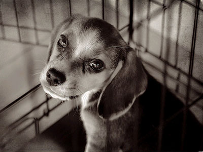 Ψηφοφορία για τη δημιουργία αστυνομίας ζώων