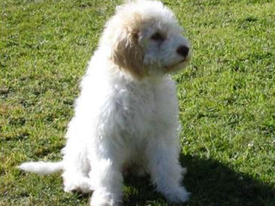 Πρόστιμο για τις ακαθαρσίες των σκύλων