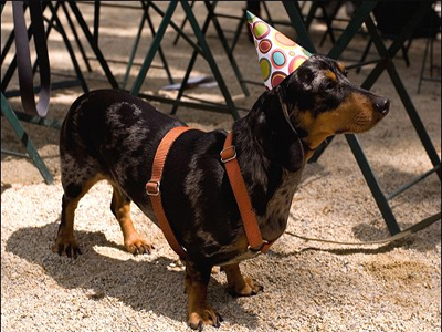 Θύματα της οικονομικής κρίσης… και τα κατοικίδια