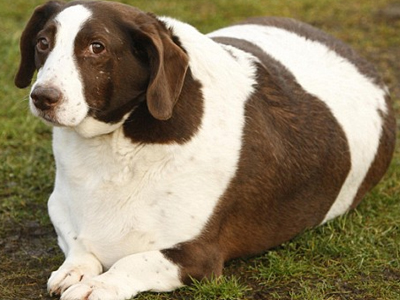 Σκύλος… σε δίαιτα