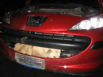 Σκύλος σώθηκε από σφοδρή σύγκρουση με αυτοκίνητο