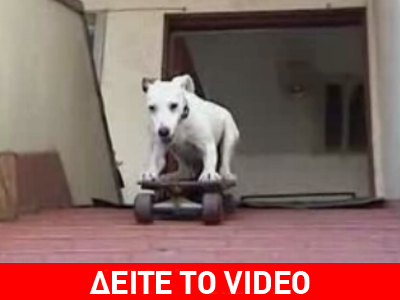 Σκύλος κάνει skateboard