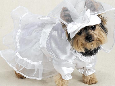 Μωρό παντρεύτηκε … με σκύλο