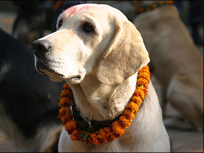 Καταδικάστηκε επειδή βασάνιζε τα σκυλιά του