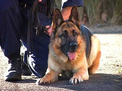 Σκύλοι θα ανιχνεύουν … κινητά