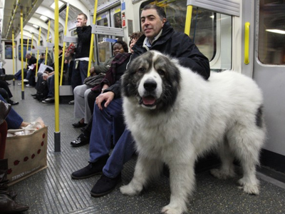 Τεράστιο σκυλί στο μετρό του Λονδίνου