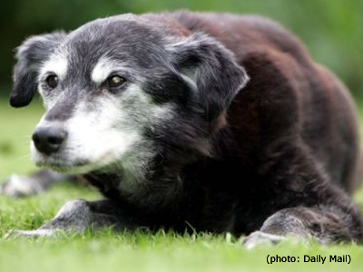 Σκύλος δύο αιώνων!