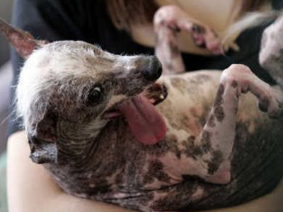 Πέθανε το ασχημότερο σκυλί του κόσμου