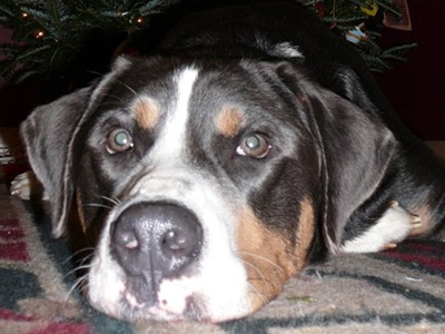 Σκύλος καταβρόχθισε 400 δολάρια