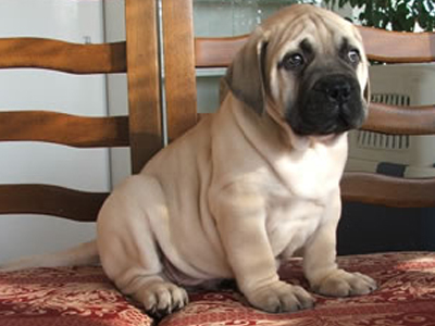 Διαζευγμένοι διεκδικούν τον «κόπο» των σκύλων τους