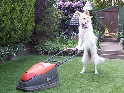 Ο σκύλος που… κουρεύει το γρασίδι