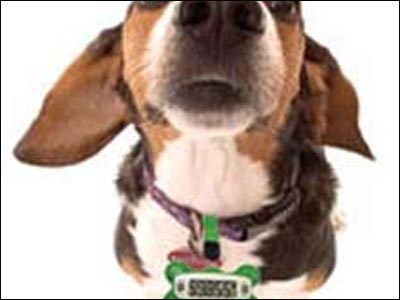 Έβαζαν τα κατοικίδιά τους να κάνουν «γυμναστική» αντί αυτών