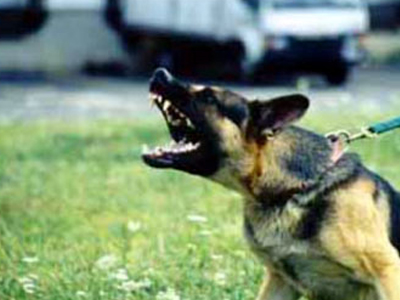 Ο σκύλος της γιαγιάς έκοψε το αυτί 7χρονης εγγονής