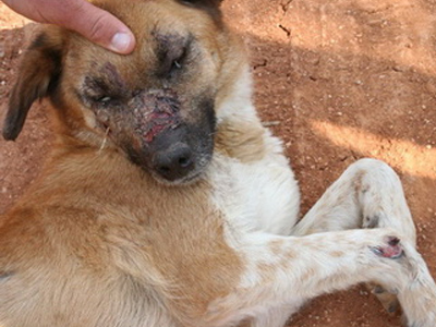 Βάρβαρος βασανισμός ζώου από αγνώστους