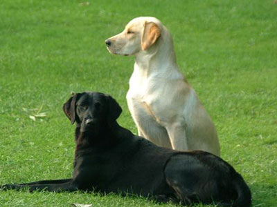 Σκυλιά εκπαιδεύονται στη Βρετανία για να «συνοδεύουν» διαβητικούς