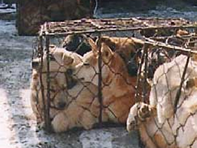 ”Λύσσαξαν” οι άνθρωποι και σκότωσαν τους σκύλους