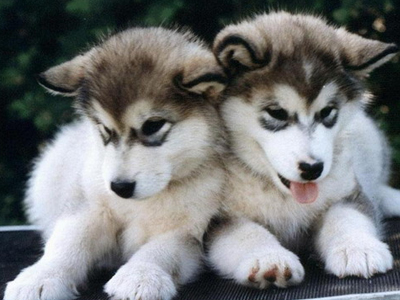 Κλέβουν σκυλιά για γρήγορο κέρδος