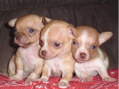 Έκλεψαν πενήντα τσιουάουα