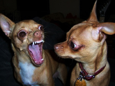 Ζητάει 395.000 ευρώ για μερικά… γαυγίσματα