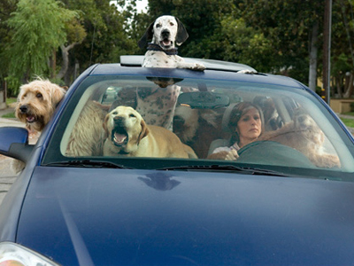 22 σκυλιά σε ένα αμάξι