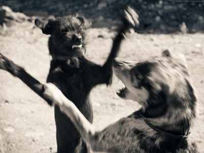 Το πεκινουά της Ντόρας και ο σκυλοκαυγάς