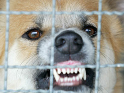 Σκυλιά κατασπάραξαν 10χρονο αγόρι