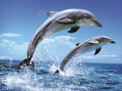 Πώς συλλέγουν την τροφή τους τα δελφίνια