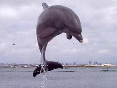 Τη χτύπησε δελφίνι στο κεφάλι