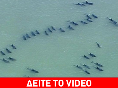 Μεγάλη κινητοποίηση για τη διάσωση δελφινιών