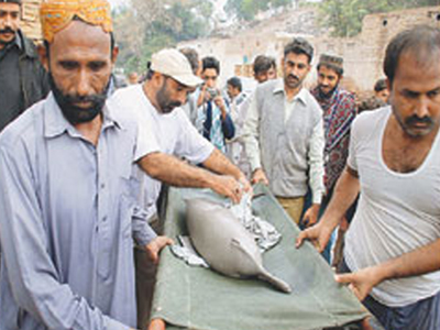 Απελευθέρωσαν τυφλό δελφίνι μετά από έξι ώρες