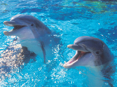 Δραματική μείωση των δελφινιών λόγω της υπεραλίευσης