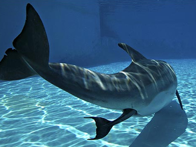 Γέννηση δελφινιού καρέ- καρέ