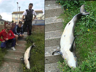 Βρήκε νεκρό δελφίνι στον… κήπο του