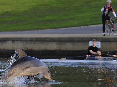 Δελφίνια βγήκαν … στο ποτάμι