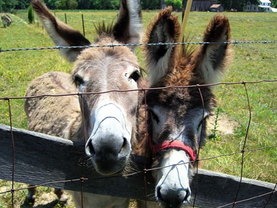Βάζουν πάνες και στα γαϊδούρια