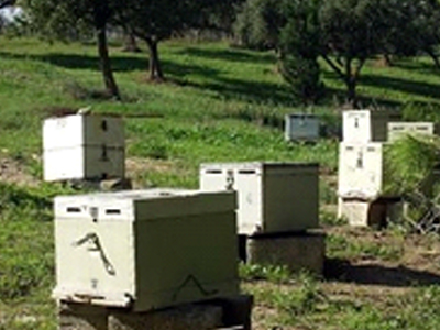 Έκλεψαν μελίσσια από 150 κυψέλες!