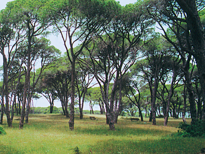 Έργα αποκατάστασης δασών 135 εκ. ευρώ ανακοίνωσε ο Χατζηγάκης