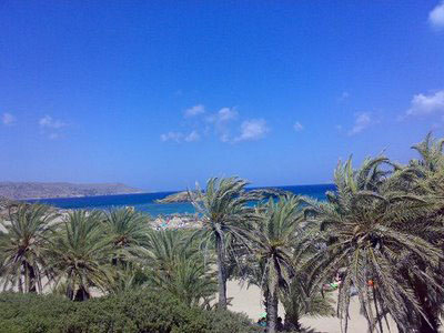 Επικίνδυνο έντομο απειλεί τα φοινικόδεντρα της Ελλάδας