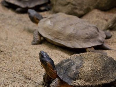 Χελώνες επισκέφτηκαν το αεροδρόμιο JFK