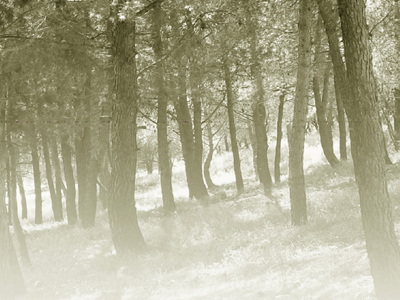 Στο Άλσος των Σεμνών