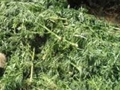 Στρατιωτικός καλλιεργούσε χασίς