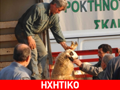 Άραβες παρήγγειλαν… 50.000 κρητικά αρνιά