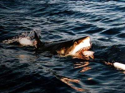 Γλύτωσε από… τα σαγόνια του καρχαρία