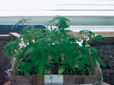 Δουλειές με… φούντες στην Κορινθία