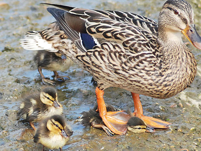 Τον πάτησε… η μαμά του